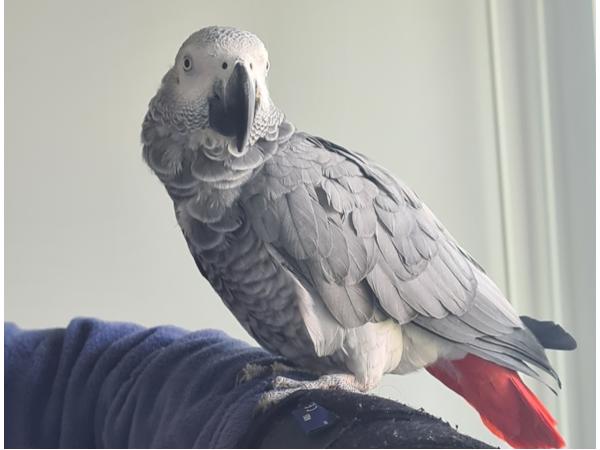 Grijze roodstaart papegaai