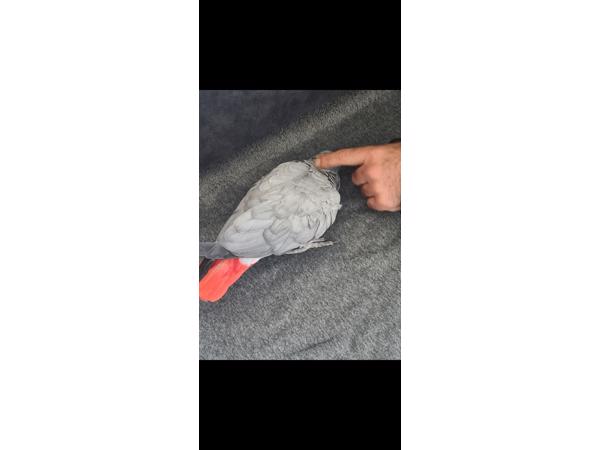 Grijze roodstaart papegaai