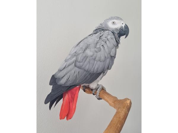 Grijze roodstaart papegaai