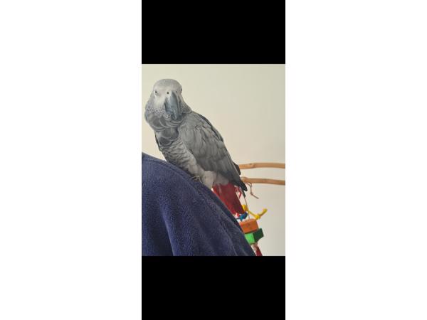 Grijze roodstaart papegaai