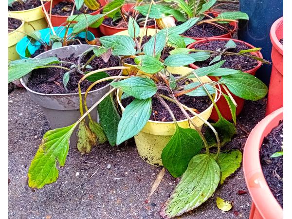 Rudbackia zonnehoed vaste plant te koop