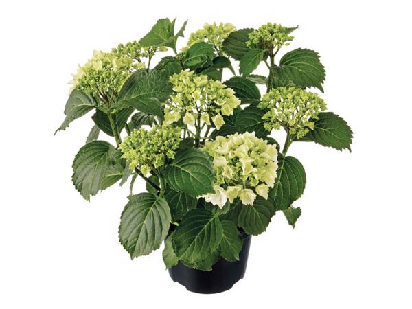 Struiken (liguster, laurier, vlinderstruik, magnolia, hortensia enz)