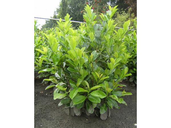 Struiken (liguster, laurier, vlinderstruik, magnolia, hortensia enz)