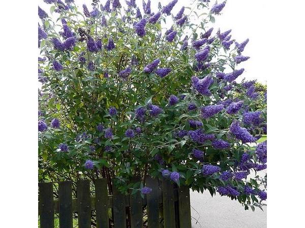 Struiken (liguster, laurier, vlinderstruik, magnolia, hortensia enz)