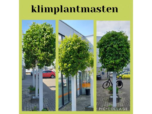 Klimplanten Draadrekken voor de verticale tuin