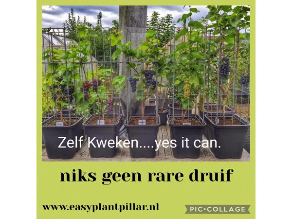 Klimplanten Draadrekken voor de verticale tuin