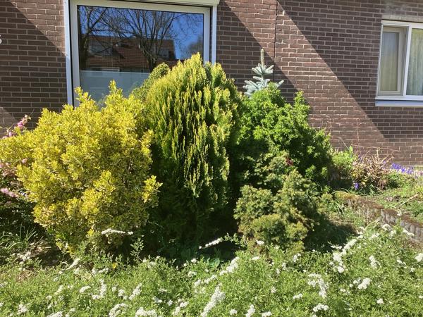 Diverse struiken (6 in totaal) gratis af te halen, zelf uit voortuin verwijderen!