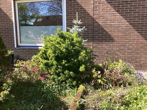 Diverse struiken (6 in totaal) gratis af te halen, zelf uit voortuin verwijderen!