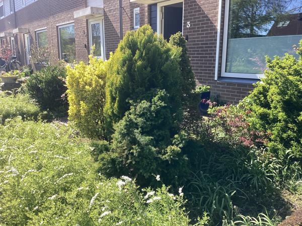 Diverse struiken (6 in totaal) gratis af te halen, zelf uit voortuin verwijderen!