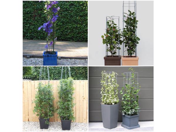 DRAADREKKEN VOOR Klimplanten kuipplanten terrasplanten