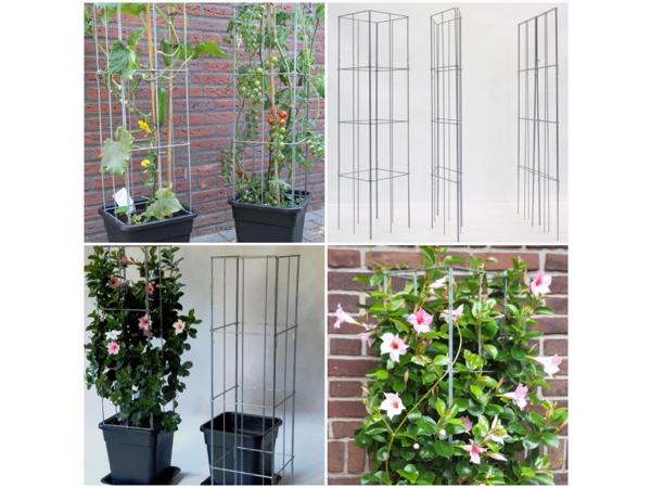 DRAADREKKEN VOOR Klimplanten kuipplanten terrasplanten