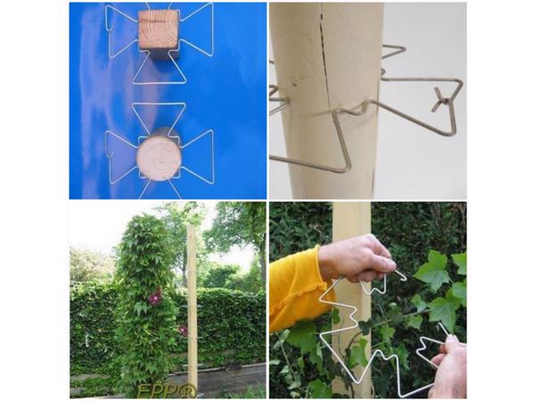 DRAADREKKEN VOOR Klimplanten kuipplanten terrasplanten