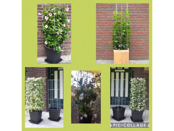 KLIMHULP voor rozen roos tuinrozen klimrozen clematis hedera