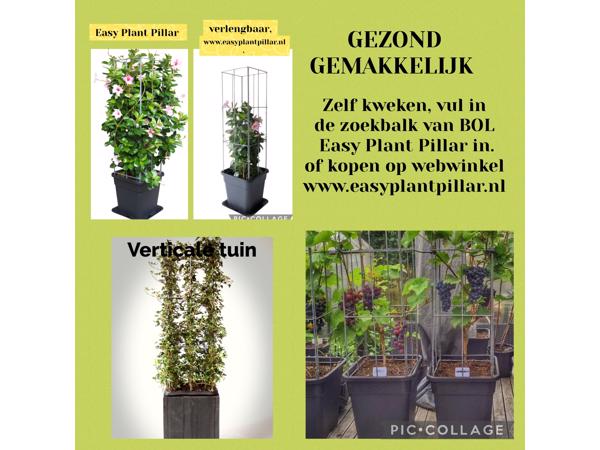 KLIMHULP voor rozen roos tuinrozen klimrozen clematis hedera