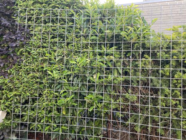 Klimrek voor planten