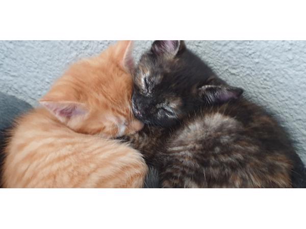 4 kittens van 7 weken in Nijmegen - Dieren en Katten - Markanda