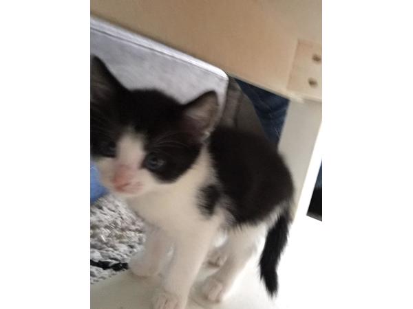 Lieve kitten 8 weken oud (vrouwtje)
