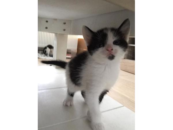 Lieve kitten 8 weken oud (vrouwtje)