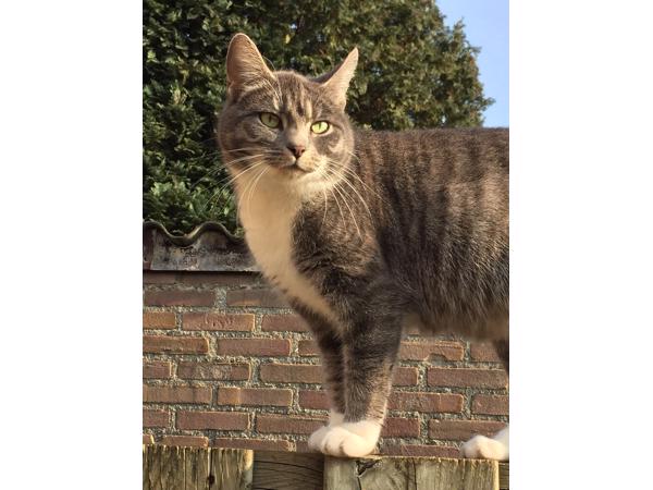 Lieve kitten 8 weken oud (vrouwtje)