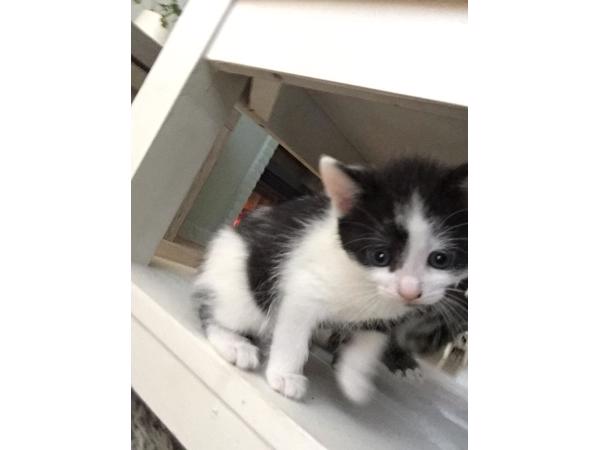 Lieve kitten 8 weken oud (vrouwtje)