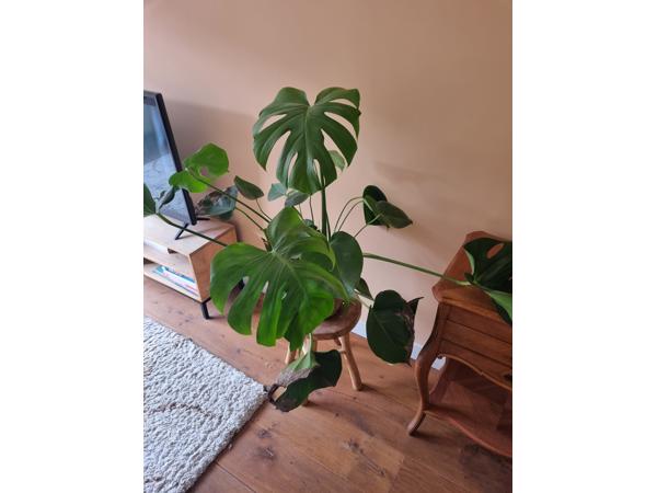Monstera kamerplant