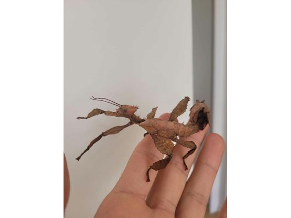 Wandelende takken / Australische flappentakken gratis