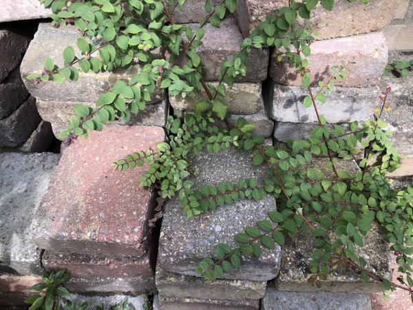 Klinkers 20x15 Gratis Afhalen