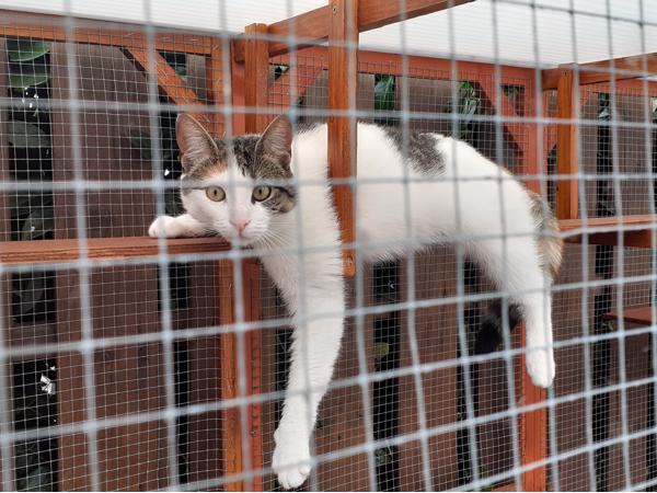 Katten buitenverblijf of voor andere doeleinden