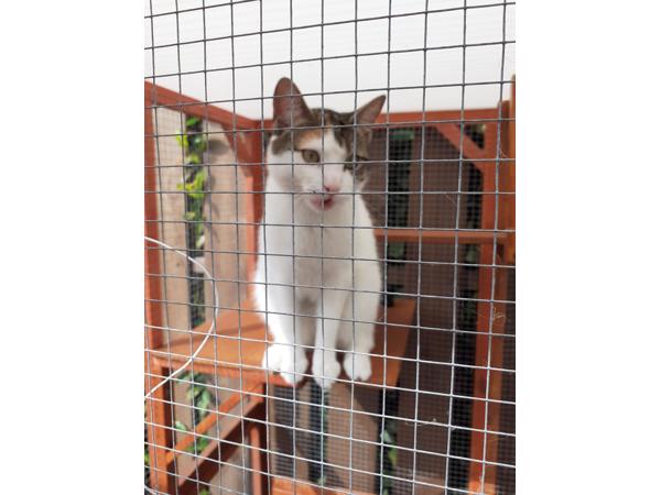 Katten buitenverblijf of voor andere doeleinden