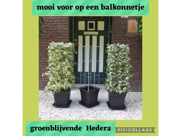 PLANTENSTEUNEN IN 40 uitvoeringen