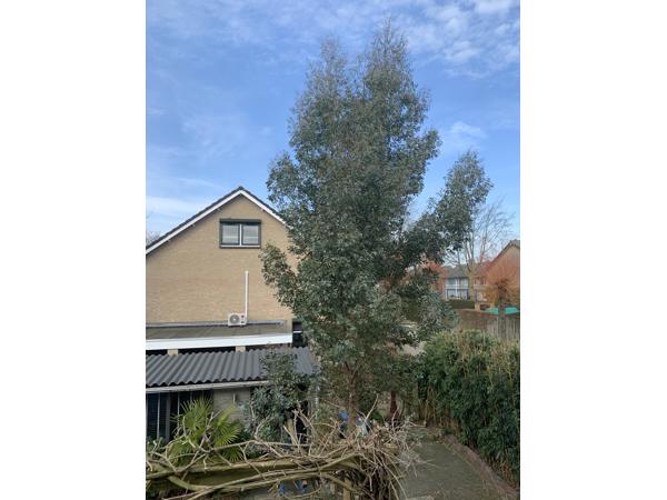 Eucalyptus snoei afval. Heel veel takken!