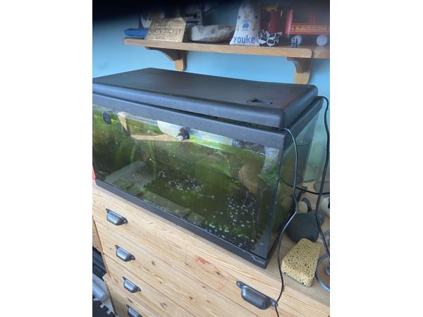 Aquarium met guppies en toebehoren