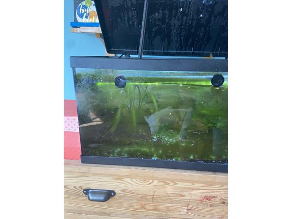 Aquarium met guppies en toebehoren