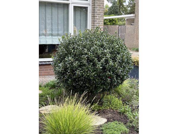 Hulst boompje rond gratis