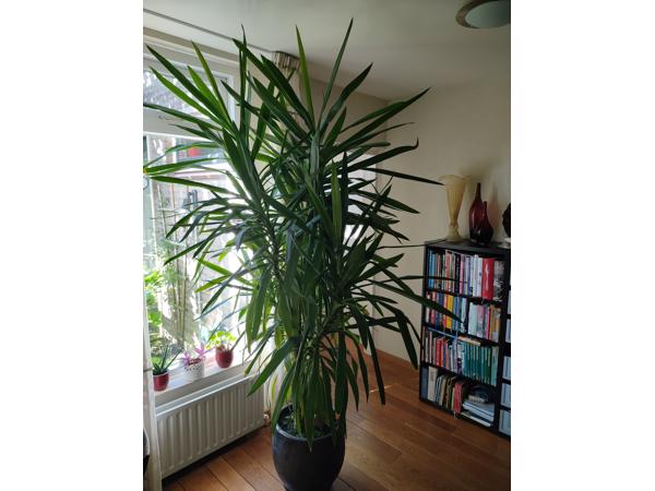 Yucca, grote kamerplant