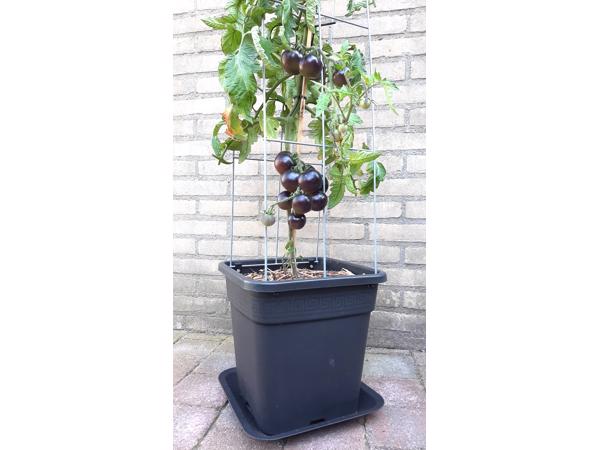 PLANTREKKEN voor clematis druiven tomaten