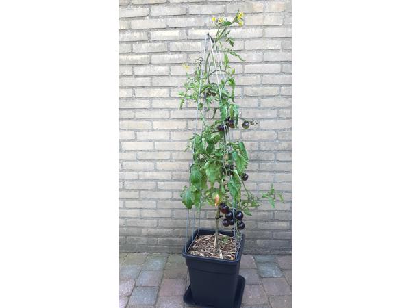 PLANTREKKEN voor clematis druiven tomaten