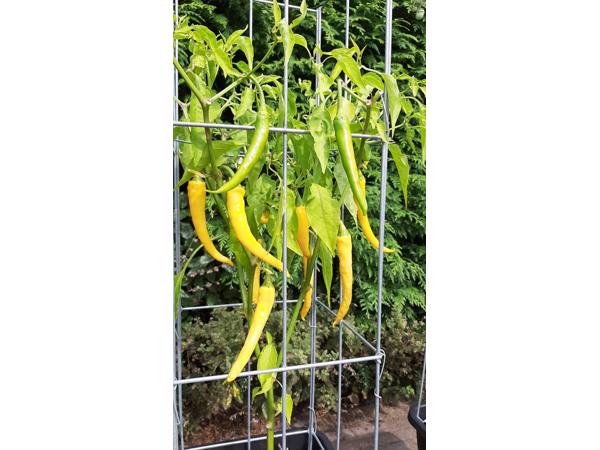 PLANTREKKEN voor clematis druiven tomaten