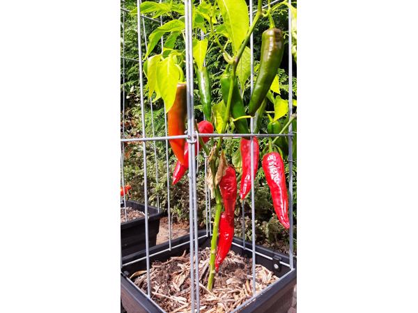 PLANTREKKEN voor clematis druiven tomaten