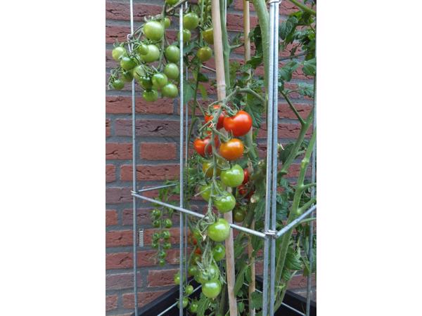 PLANTREKKEN voor clematis druiven tomaten