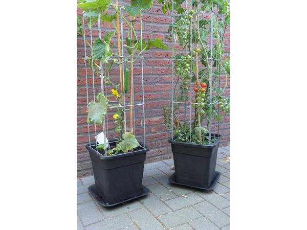 PLANTREKKEN voor clematis druiven tomaten