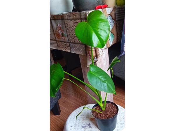 Monstera gatenplant te koop