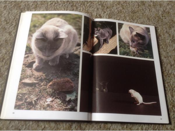 Een Boek van katten,lieve schattige huisdieren,slimme dieren