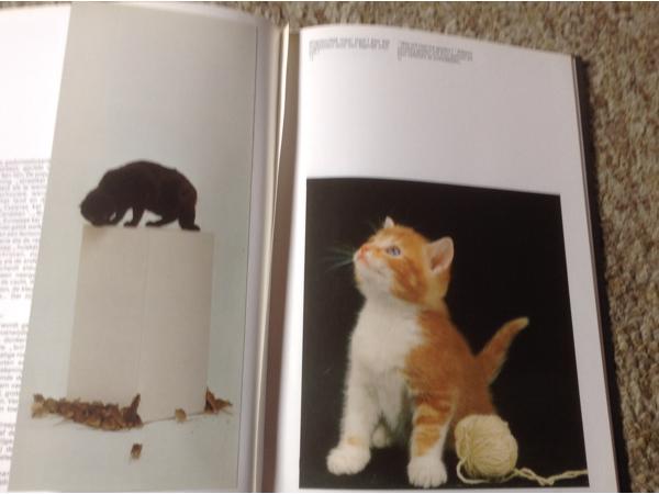 Een Boek van katten,lieve schattige huisdieren,slimme dieren