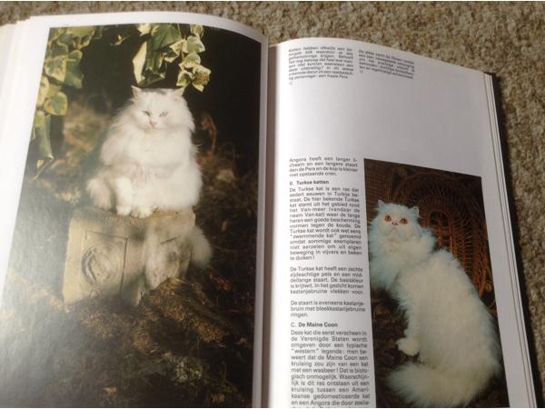Een Boek van katten,lieve schattige huisdieren,slimme dieren