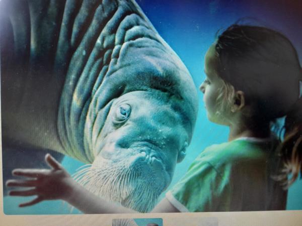 4 e-tickets dolfinarium Harderwijk (Amsterdam)