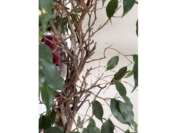 Ficus Benjamins met gedraaide stam