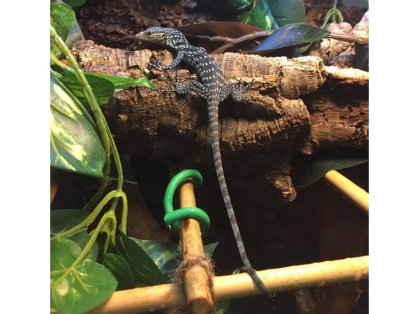 Blauwe boomvaraan te koop