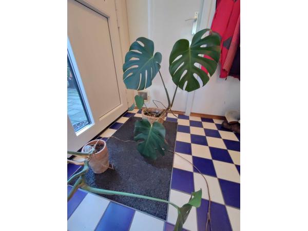 Monstera planten