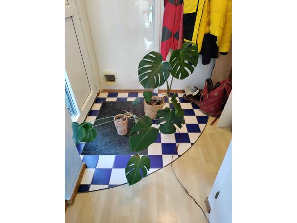 Monstera planten